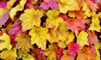 Herbsttanztag     
